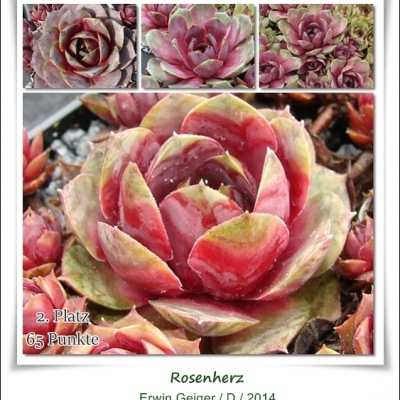Rosenherz