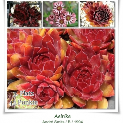 Aalrika