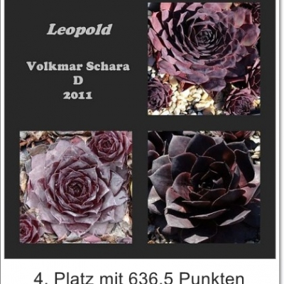 Leopold