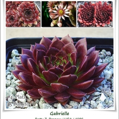 Gabirelle