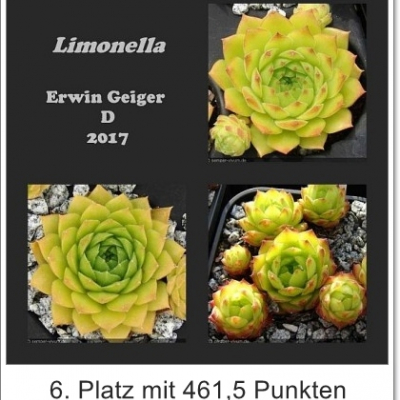 Limonella