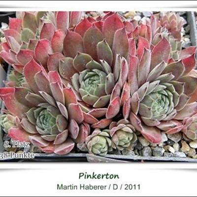 Pinkerton