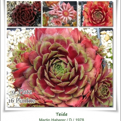 Teide