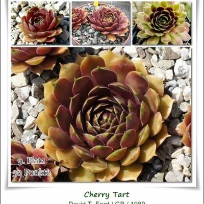 Cherry Tart