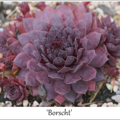Borscht