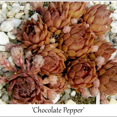 Chocolate Pepper