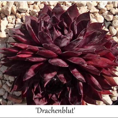 Drachenblut