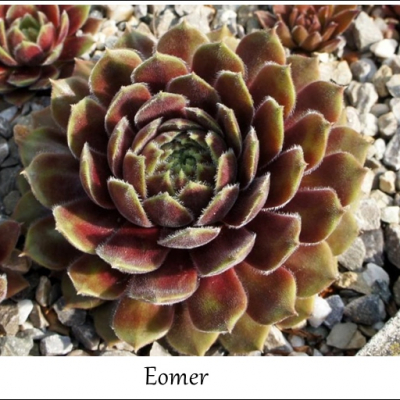 Eomer