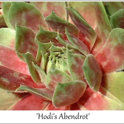 Hodi's Abendrot