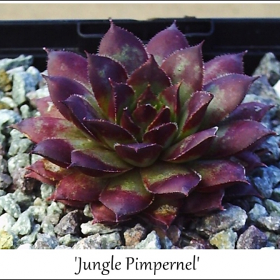 Jungle Pimpernel