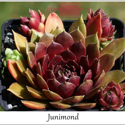 Junimond
