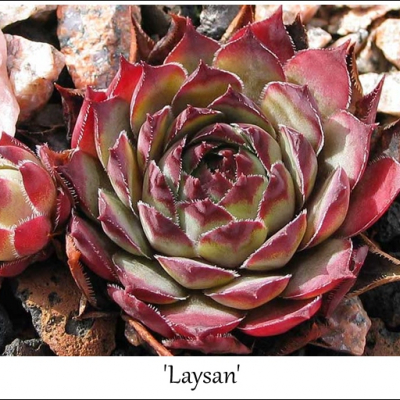 Laysan