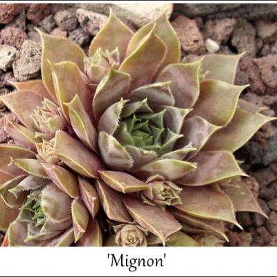 Mignon