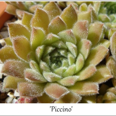 Piccino
