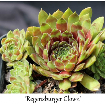 Regensburger Clown