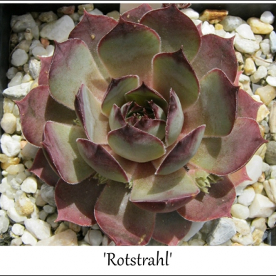 Rotstrahl