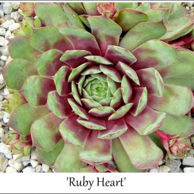 Ruby Heart