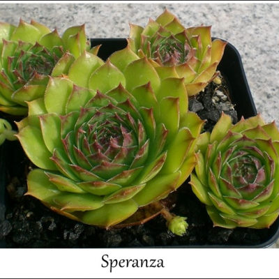 Speranza