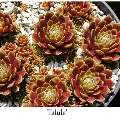 Talula