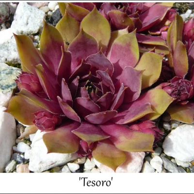 Tesoro