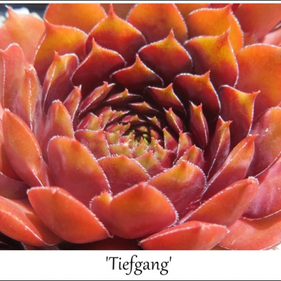 Tiefgang