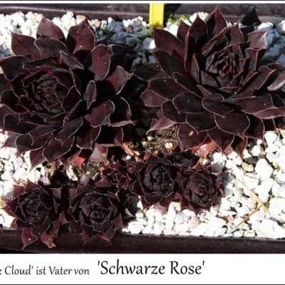Schwarze Rose
