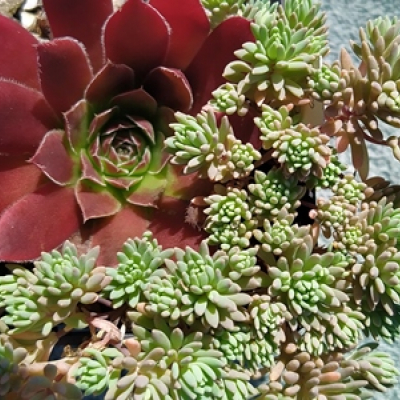 Sedum
