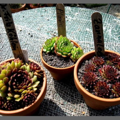 Dr. Fritz Köhlein 3