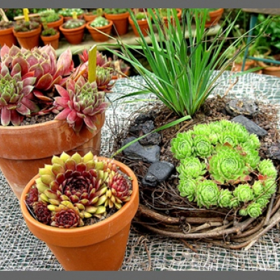 Dr. Fritz Köhlein 4