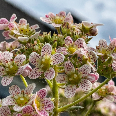 Saxifraga