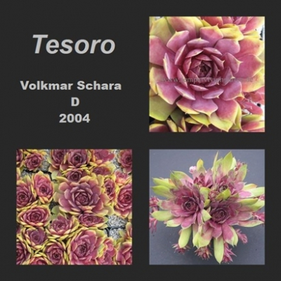 Tesoro