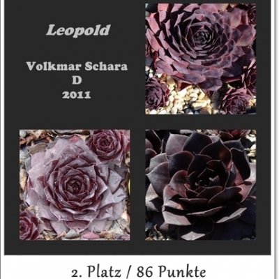 Leopold