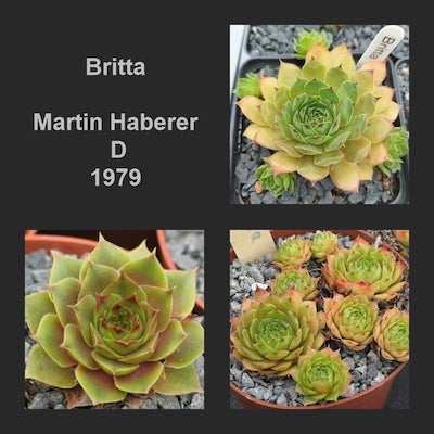 Britta