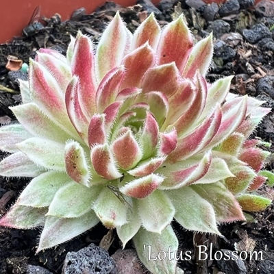 Lotus Blossom