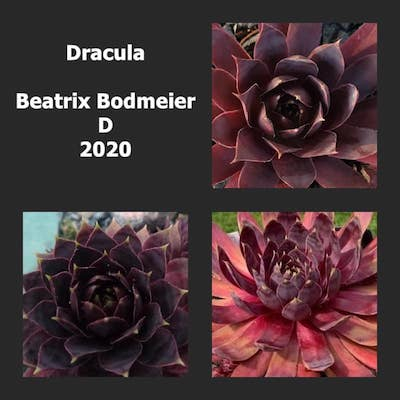 Dracula
