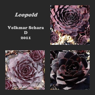 Leopold