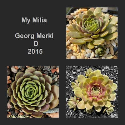 My Milia