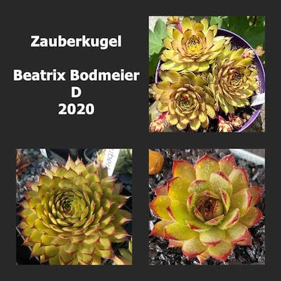 Zauberkugel