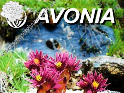 Avonia Buch