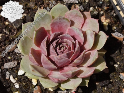 Rosenherz