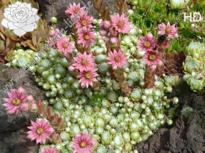 S. arachnoideum