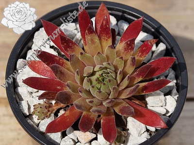 Devils Touch