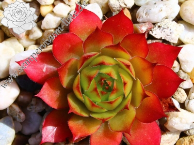 Orange Glow