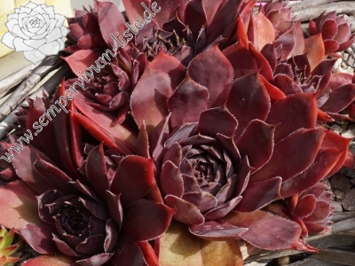 Schwarze Rose