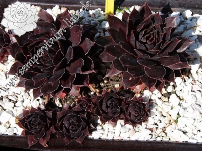 Schwarze Rose