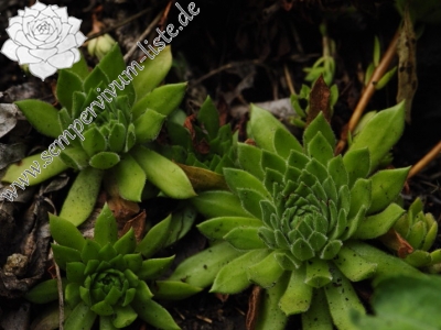 Reisebericht: Kraľovany, Tunnel