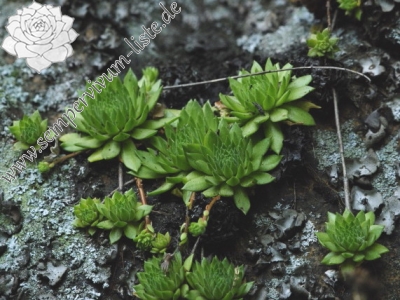 Reisebericht: Kraľovany, Zusammenfluss