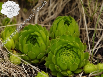 Reisebericht: Parichvost 