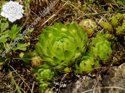 Reisebericht: Srbsko, Steinbruch Na Chlumu