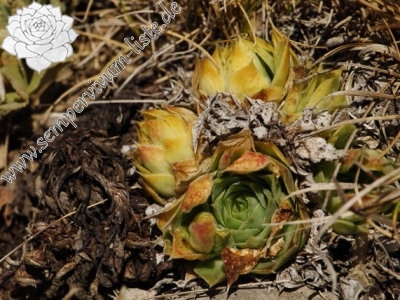 Reisebericht: Kobilini steni, Süd